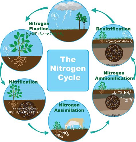 nitrogen cycle diagram in plants 